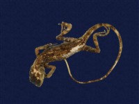 藏品(斯文豪氏攀蜥)的圖片